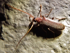 Sparedrus aspersus