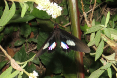 Parides anchises