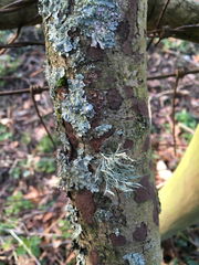 Biscogniauxia nummularia