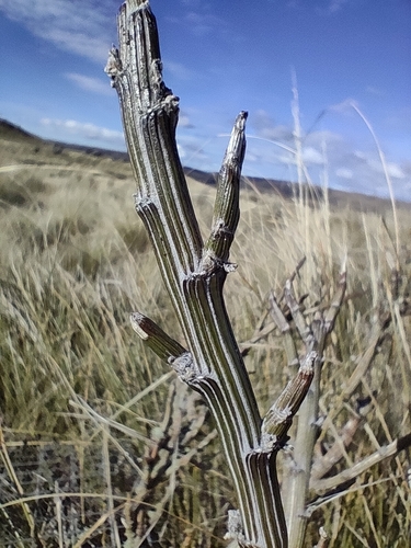Carmichaelia crassicaulis, photograph 5
