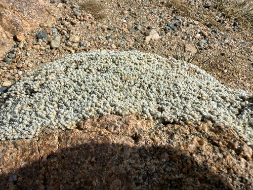 Paronychia pulvinata, photograph 5