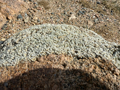 Paronychia pulvinata, photograph (c) Jared Lincenberg, some rights reserved (CC BY)