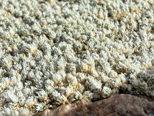 Paronychia pulvinata, photograph 4