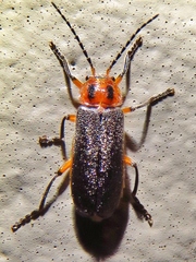 Atalantycha bilineata