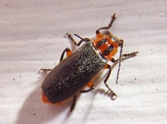 Atalantycha bilineata