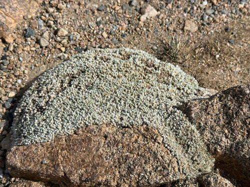 Paronychia pulvinata, photograph 3