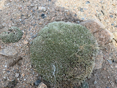 Paronychia pulvinata, photograph (c) Jared Lincenberg, some rights reserved (CC BY)