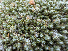 Paronychia pulvinata