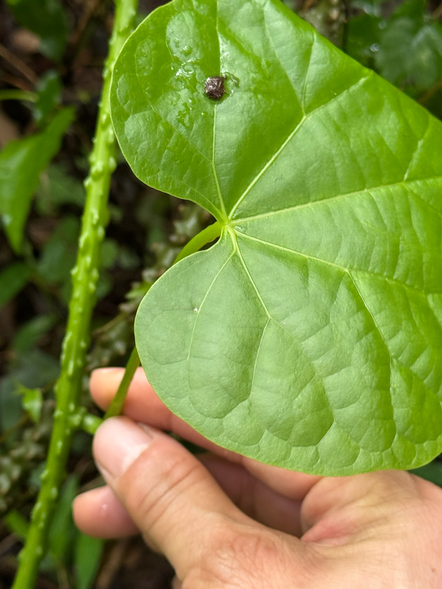 Imagem de Tinospora crispa
