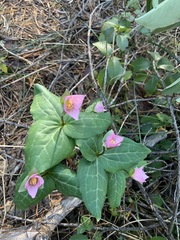 Pseudotrillium rivale