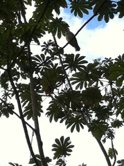 Pseudastur albicollis