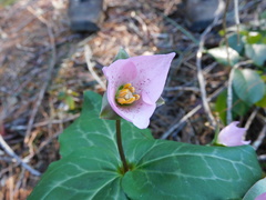 Pseudotrillium rivale