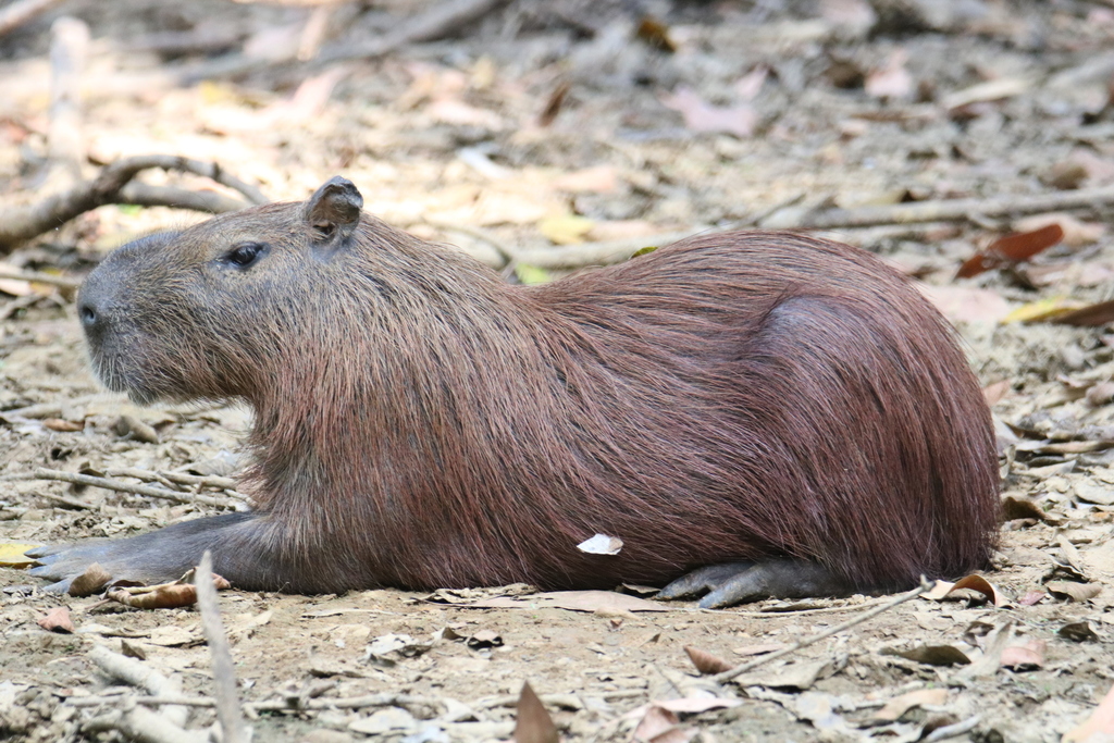 Lesser Capybara (Hydrochoerus isthmius) · iNaturalist