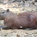 Lesser Capybara - Photo (c) Jesús Arana, some rights reserved (CC BY-NC), uploaded by Jesús Arana