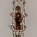 Macrobiotidae - Photo (c) Don Loarie, algunos derechos reservados (CC BY), uploaded by Don Loarie