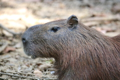 Hydrochoerus isthmius
