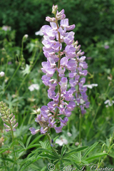 Lupinus arbustus