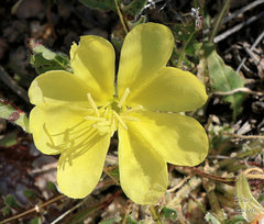 Oenothera primiveris