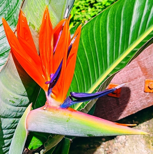common bird-of-paradise flower