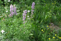 Lupinus arbustus