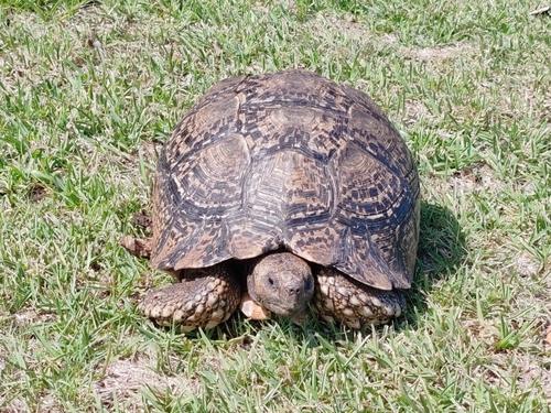 Leopard Tortoise