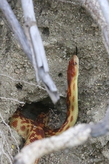 Pituophis vertebralis