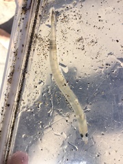 Gonorynchus forsteri