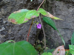 Impatiens minor
