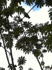 Pseudastur albicollis