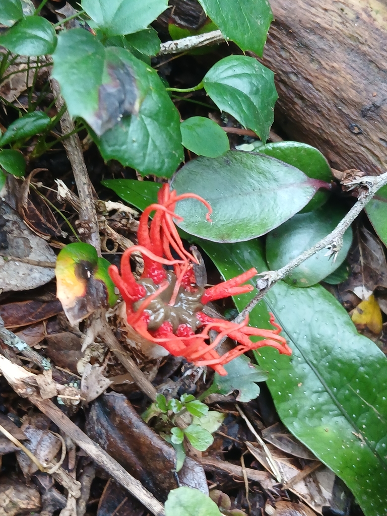 Aseroe rubra · April 2026 · photo: © bigfarma2017 (iNaturalist, cc-by)