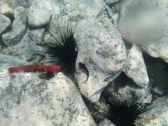 Ophioblennius macclurei