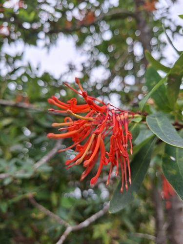 Embothrium coccineum, photograph 2
