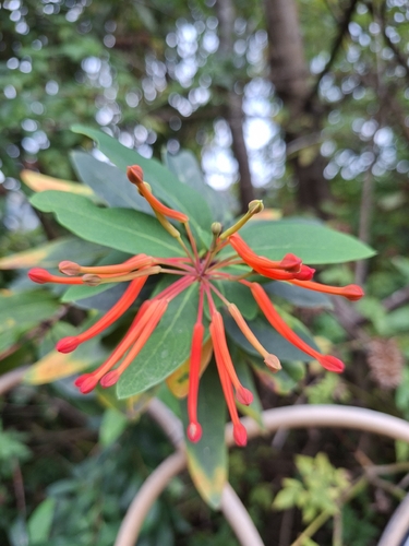Embothrium coccineum, photograph 3