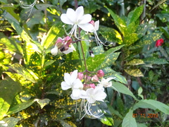Ajugoideae