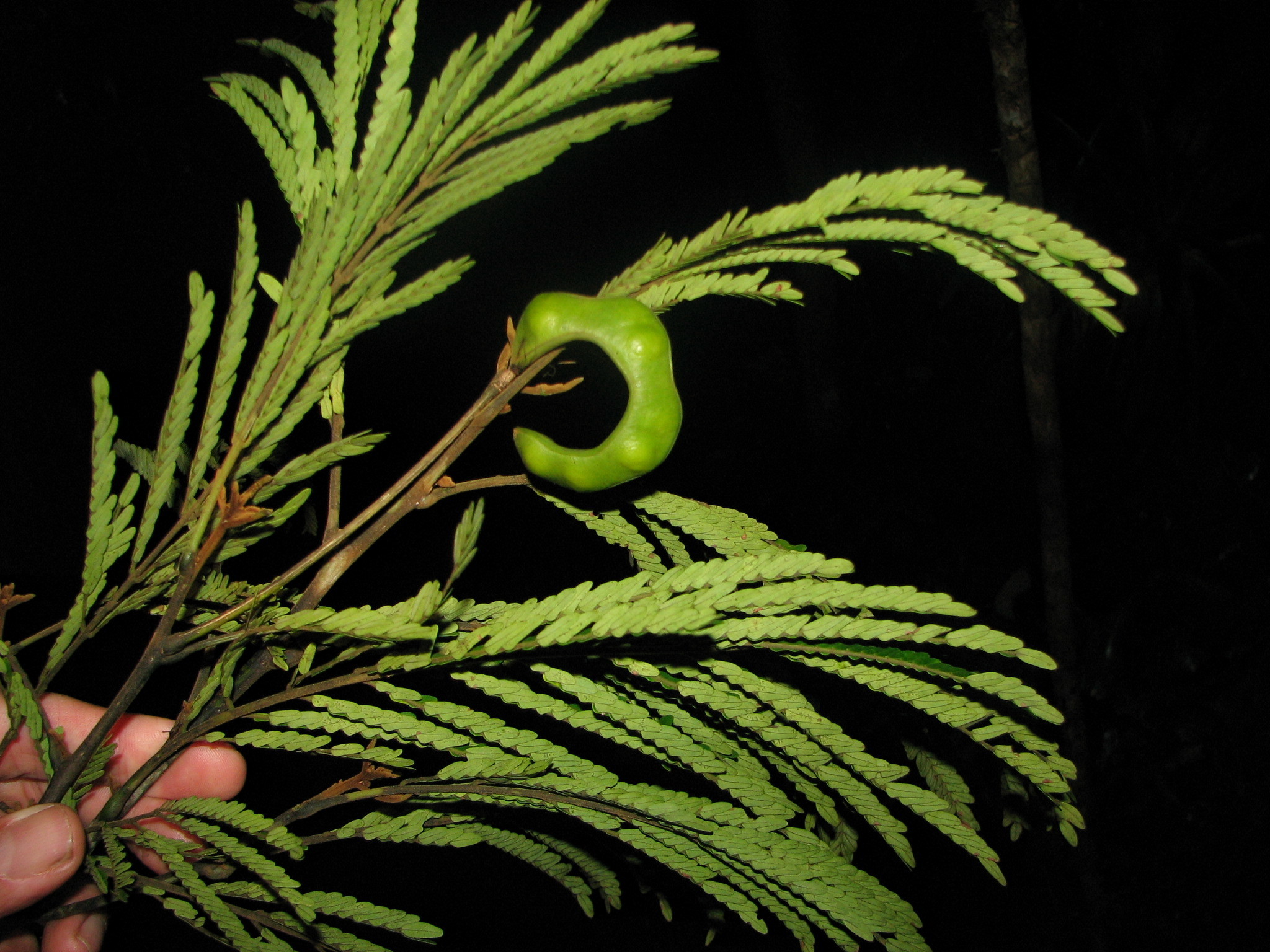 Jupunba idiopoda - Growing Guide & Care Tips | BioGardens.org
