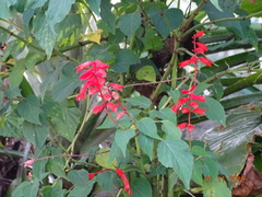 Salvia splendens