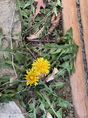 Taraxacum
