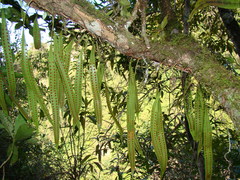 Microgramma percussa