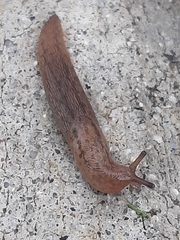 Ambigolimax