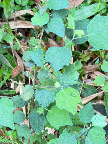 Urena procumbens, photograph 6