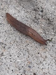 Ambigolimax