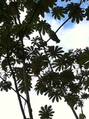 Pseudastur albicollis