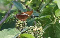 Siproeta epaphus epaphus