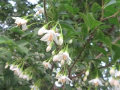 Styrax japonicus