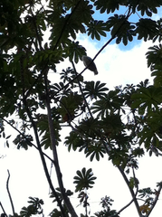 Pseudastur albicollis