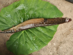 Mastacembelus armatus