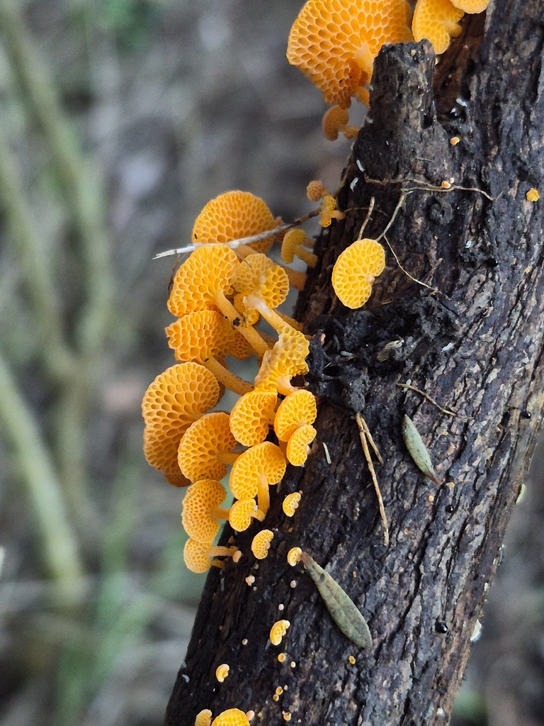 Favolaschia claudopus · April 2026 · photo: © prosperosity (iNaturalist, cc-by)