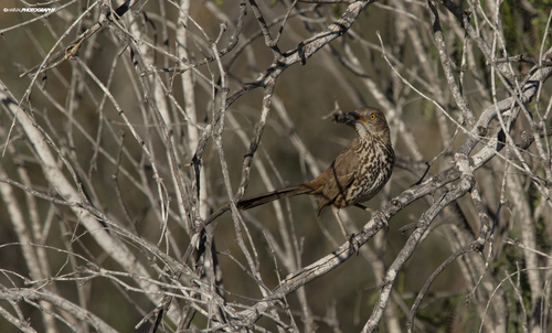 Grey Thrasher (Toxostoma cinereum), photo 5