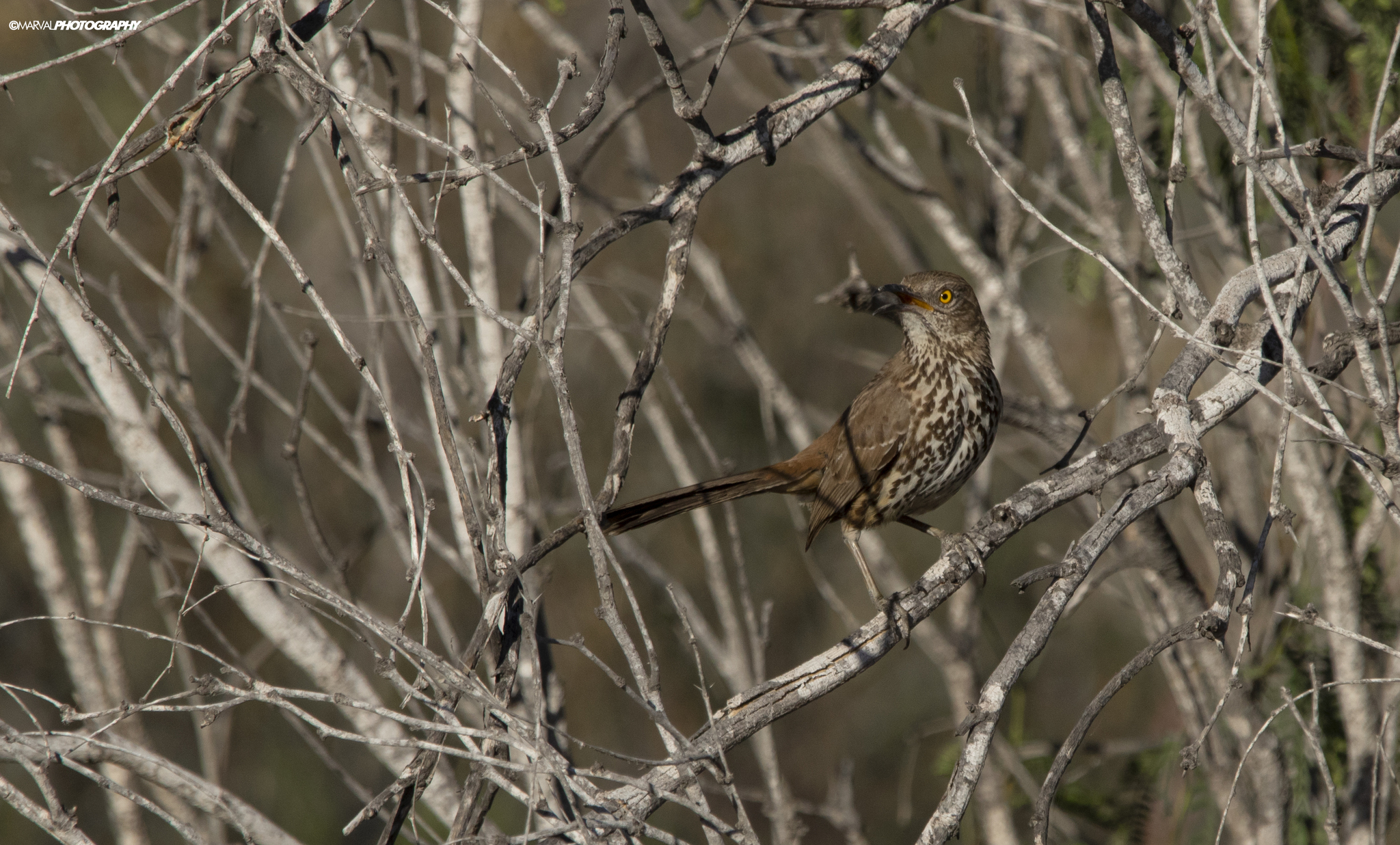 Grey Thrasher (Toxostoma cinereum), photo 6