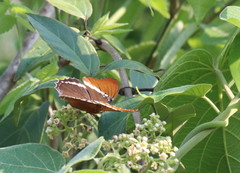 Siproeta epaphus epaphus